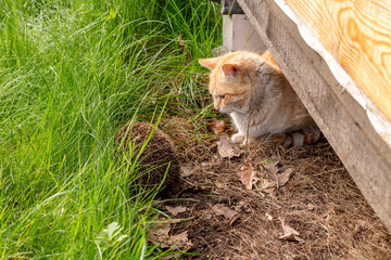 Pet cat looks at a hedgehog in the green grass. Friendship of animals