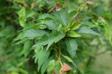 Prunus kurilensis (Brillant), outdoor plants 2020
