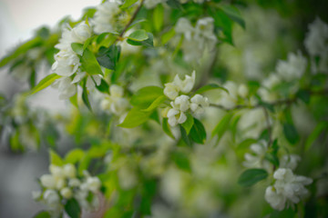 green apple tree with white flowers in spring