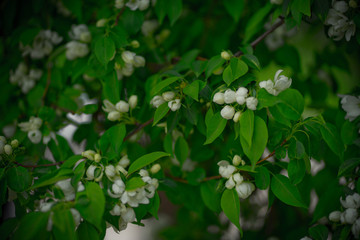 green apple tree with white flowers in spring