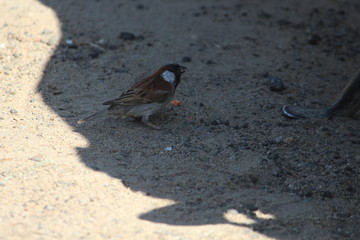 Little sparrow eating carrot