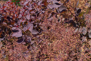 Background wallpaper with leaves and feathery flowers of Cotinus Coggygria