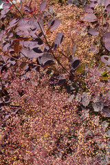 Shrub of Magnoliaphyta, Smoke Tree bush - Leaves and feathery flowers