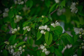 green apple tree with white flowers in spring