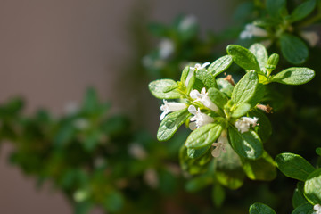 green leafs garden