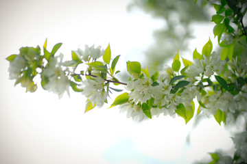 Fototapeta premium green apple tree with white flowers in spring