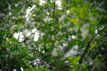 green apple tree with white flowers in spring