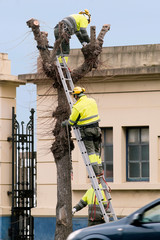 gardener arborist cutting down a  tree branchs with chainsaw , trimmers  in action