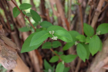 Deutzia scabra Thunb. (Saxifragaceae), outdoor plants 2020