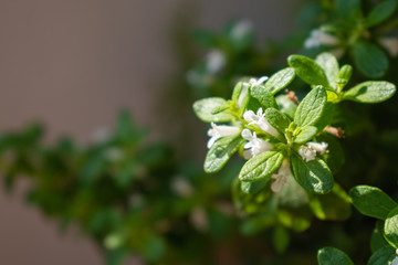 green leafs garden