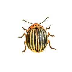 yellow striped colorado potato beetle, agricultural pest insect, chrysomelidae, color illustration on a white background in watercolor technique & hand drawn style