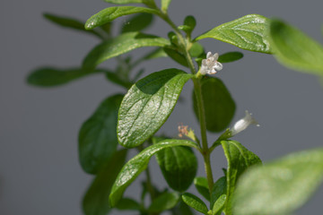 green leafs garden