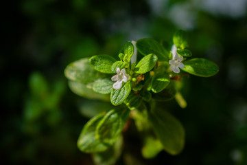 green leafs garden