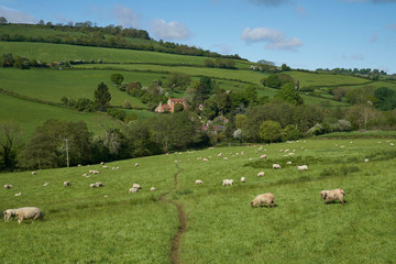 Sheep and lambs in lush green fields of the Woolley Valley, an Area of Outstanding Natural Beauty in the Cotswolds on the outskirts of Bath, England, United Kingdom