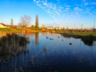 Obraz premium Sunset over a small lake with ducks in a park, close to apartment buildings