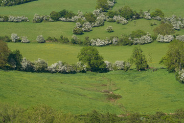 Lush green fields of the Woolley Valley, an Area of Outstanding Natural Beauty in the Cotswolds on the outskirts of Bath, England, United Kingdom