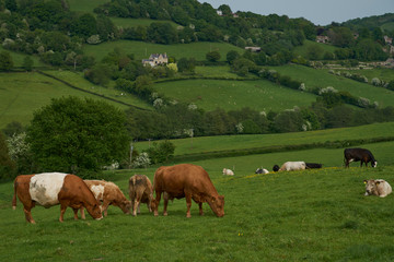 Fototapeta na wymiar Cattle in lush green fields of the Woolley Valley, an Area of Outstanding Natural Beauty in the Cotswolds on the outskirts of Bath, England, United Kingdom