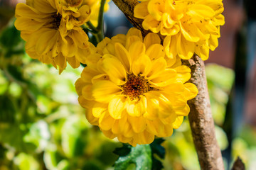 yellow flowers flores
