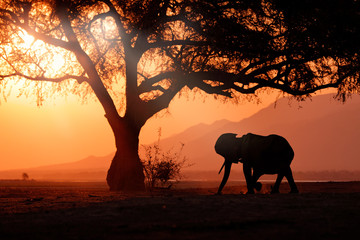 Naklejka na ściany i meble Elephant at Mana Pools NP, Zimbabwe in Africa. Big animal in the old forest, evening light, sun set. Magic wildlife scene in nature. African elephant in beautiful habitat. Art view in nature.