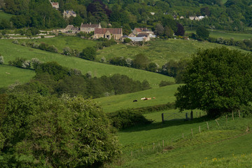 Cattle in lush green fields of the Woolley Valley, an Area of Outstanding Natural Beauty in the Cotswolds on the outskirts of Bath, England, United Kingdom