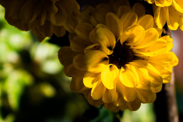 yellow flowers flores
