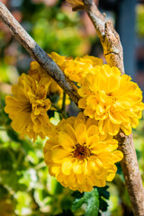 yellow flowers flores
