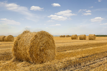 A field with straw bales after harvest on the sky background