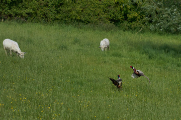 Male Pheasants (Phasianus colchicum) fighting in a grassy field in the Woolley Valley, an Area of Outstanding Natural Beauty in the Cotswolds on the outskirts of Bath, England, United Kingdom