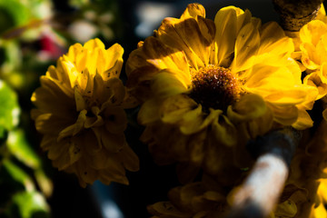 yellow flowers flores