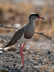 Closeup of a Crowned Lapwing (Vanellus coronatus) in the morning sun, Botswana