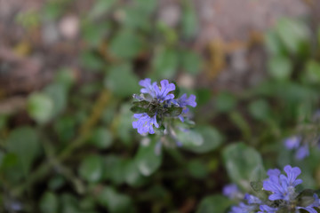 Ajuga reptans (Lamiaceae), outdoor plants 2020