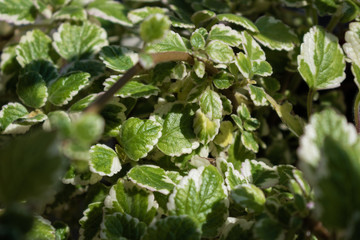 green and white leafs