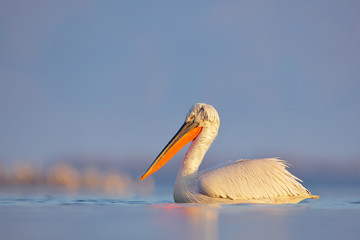 Pelican, Pelecanus crispus, landing in Lake Kerkini, Greece. Pelican with open wings. Wildlife...