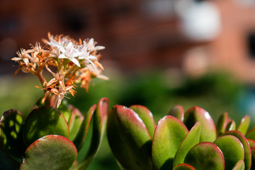 white flower on green
