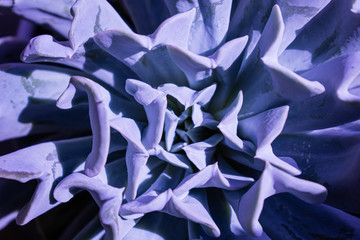 purple flower background