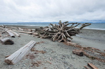 Wood in morning Picnic Point area, WA, USA