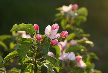 a blooming apple tree in a spring garden illuminated by the rays of the setting sun