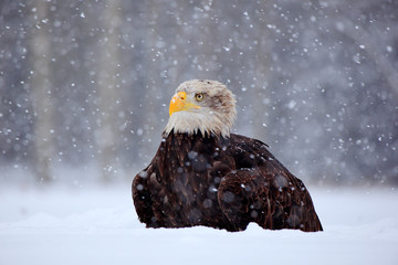 Bald Eagle, Haliaeetus leucocephalus, portrait of brown bird of prey with white head, yellow bill. Winter scene with snow, Alaska, USA.