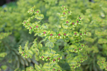 Euphorbia martinii (Ascot Rainbow), outdoor plants 2020