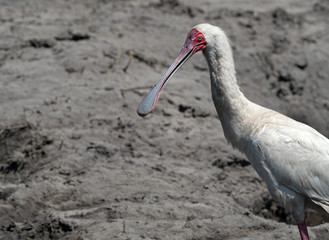 Closeup of an African Spoonbill (Platalea alba) standing on the sand of a river bank, Botswana