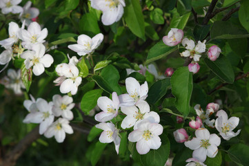  blooming apple tree in a spring garden illuminated by the rays of the setting sun
