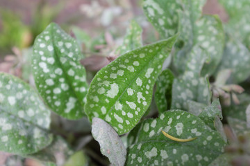 Pulmonaria saccharata (Mr.s Moon), outdoor plants 2020