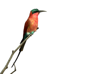 Wildlife photo of a Southern Carmine Bee-eater (Merops nubicoides) perched on a branch on a white...