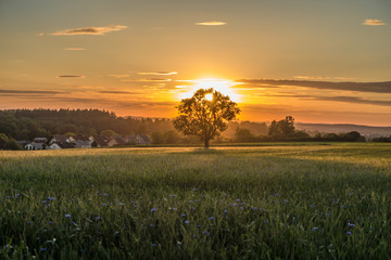 Obraz premium Einzelner Baum bei Sonnenuntergang