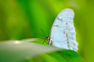 White butterfly on green leaves in tropic jungle. Morpho polyphemus, the white morpho, white butterfly of Mexico and Central America. Exotic insect in the nature tropical habitat.