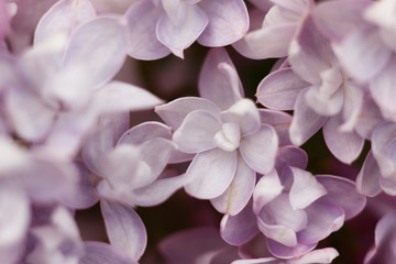 blooming lilac buds close up in natural conditions