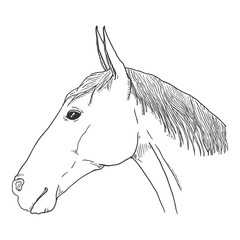 Vector Sketch Horse Head.