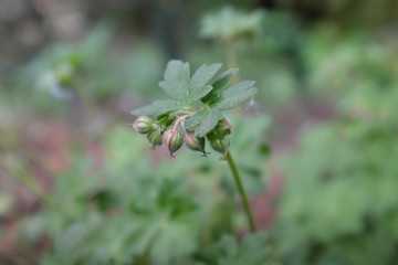 Geranium cantabrigiense (St. Ola), outdoor plants 2020