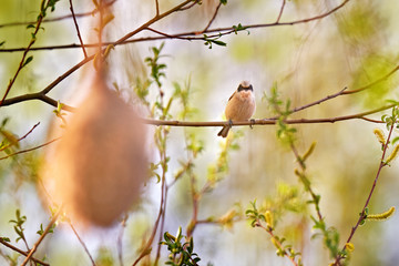 Penduline tit, Remiz pendulinus, building grass nest on the tree near the water. Eurasian bird wit nesting material in the bill near test. Spring nesting behaviour, Morava, Czech Republic, Europe.