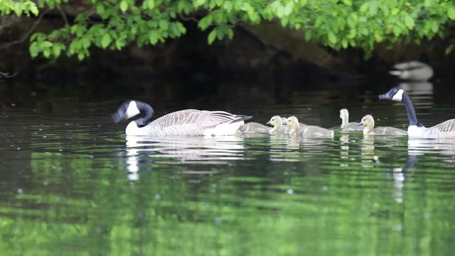 Kanadagans Eltern mit 6 Dunenkueken auf einem Fluss